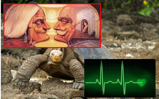 invecchiamento, tartaruga, ritmo cardiaco