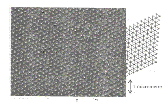 reticolo di vortici,superconduttore MgB2